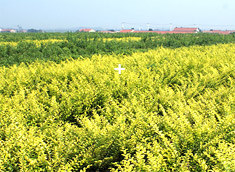 實(shí)驗(yàn)基地
